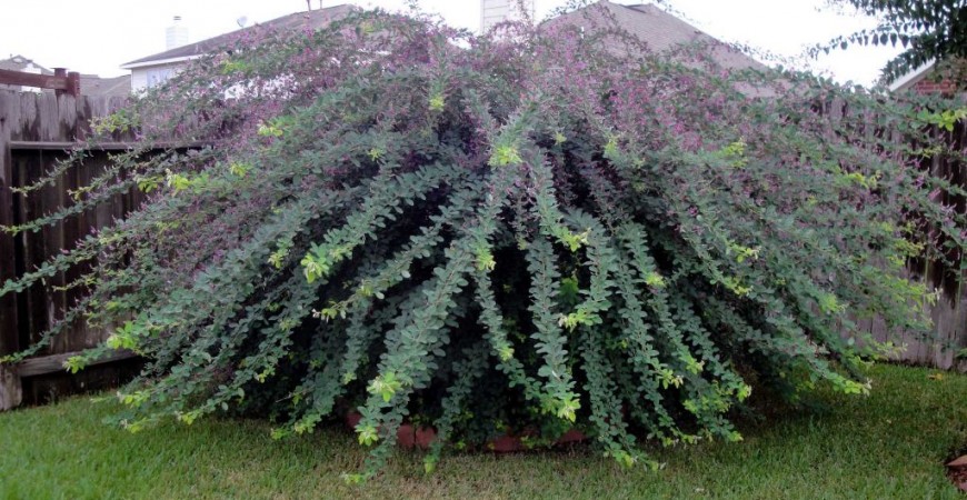 landscaping 13