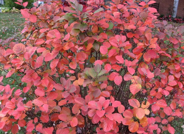 Forest landscaping Dwarf Fothergilla