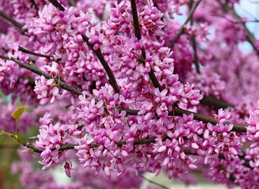 Forest landscaping Eastern Redbud