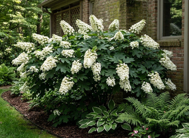 Forest landscaping Oakleaf Hydrangea 1