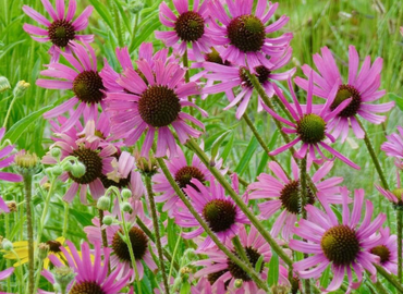 Forest landscaping Tennessee Coneflower